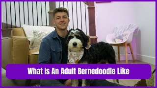 What Is An Adult Bernedoodle Like [upl. by Fidelas120]