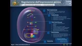 Biologia 14  Regolazione dellespressione genica [upl. by Ahcrop]