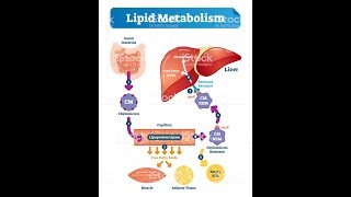 LIPID METABOLISM Biochemistry Session 1Lipid Digestion [upl. by Kenway]