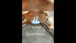 Accidented Cattle treatment Jai Shree Ram 🚩🙏shortvideo viralshortsytshortsindia [upl. by Barabas]