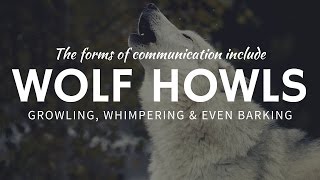 Why Wolves Howl and Use Other Unusual Forms of Communication [upl. by Corb773]