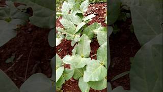 Cowpeas growing in a kitchen garden [upl. by Oelgnaed]