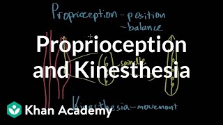 Proprioception and kinesthesia  Processing the Environment  MCAT  Khan Academy [upl. by Arramat913]