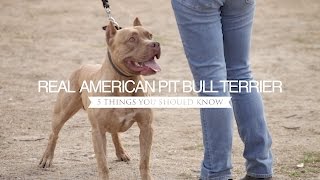 THE REAL AMERICAN PIT BULL TERRIER FIVE THINGS YOU SHOULD KNOW [upl. by Torr]