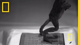 Frog Jumps Caught in SlowMotion  National Geographic [upl. by Octavus]