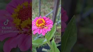 Tiny Spiders Dance on a Zinnia 🕷🌸 naturelovers zinnia spider tinycreatures closeup tinyworld [upl. by Ezarras631]