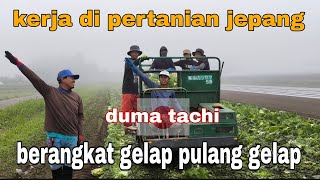 RESIKO KERJA DI PERTANIAN JEPANG berangkat masih gelap pulang sudah gelap [upl. by Erehs256]