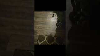 My cat follows and attacks the string 3 cats cat string playful shorts trending cute kitty [upl. by Halfon377]