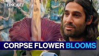 The Corpse Flower Nature’s Grossest Flower Blooms In Victoria [upl. by Nevuer397]