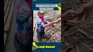 tangkap ikan chana mancing fishing [upl. by Patin]