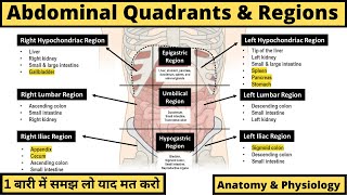 Basic Human Anatomy for Beginners [upl. by Perpetua]