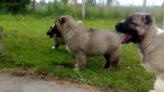 kangal puppies 7 weeks old [upl. by Chrissie626]