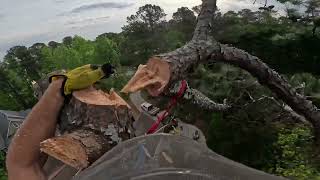 SPEED LINING 2 PINE TREES OVER FENCE RAW FOOTAGE [upl. by Boyes]