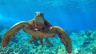 8 Hours  Relaxing Music with Sea Turtles in Hawaii  Great Escapes [upl. by Hanni]