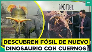 Reconstruyen fósil de dinosaurio con cuernos y huesos en forma de hachas [upl. by Nylinnej]