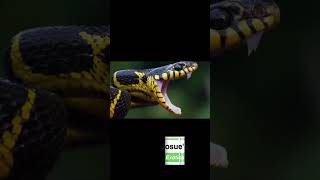 The Shocking Truth About Snake Venom You Need To Know [upl. by Fortunna]