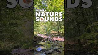 💚Nature Sounds Forest shorts naturesounds forestnaturesoundsrelaxation naturesounds 172 [upl. by Burrow]