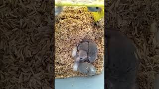 African pygmy dormice for sales 🤗 youtubeshorts tinypets petlovers shorts funnyvideo [upl. by Lauretta721]