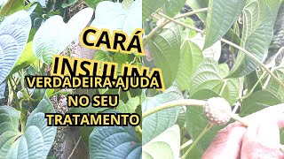 conheça a planta E O FRUTO do CARÁ insulina grande auxiliar no tratamento do diabetes Vale ouro [upl. by Ishmul605]