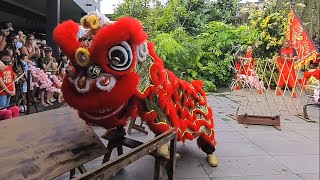 Unbelievable Lion Dance at the Singapore Zoo  Youll Never Believe What Happens Next [upl. by Whitcomb]