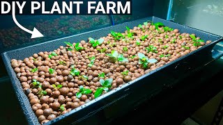 How to Grow Aquarium Plants Emersed  DIY Hydroponics [upl. by Nimaynib]