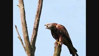 Red Kites Calling 28 secs [upl. by Aurlie361]