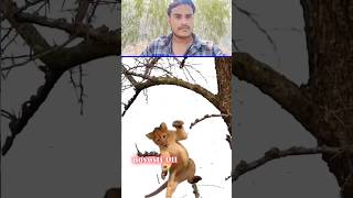 Tiger lion ke bacche mara🥱🦁 sorts tigerlion youtubeshorts ytshortsvideo animals shortvideo [upl. by Irtimd]