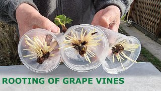 Rooting of Cuttings of Vines in Air and Water [upl. by Bink]