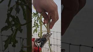 Easy Seed Saving Tips for a Permanent Supply of Okra seedsaving [upl. by Moina]