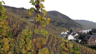 Tour Ürziger Würzgarten Vineyard with Winemaker Ernst Loosen [upl. by Hanover]