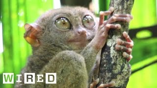 Absurd Creatures  The Tarsier Leaps Like a Superhero Looks Like Yoda [upl. by Ailefo767]