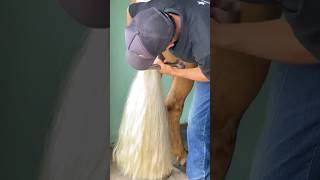 This Man Cut Horse Hair shortsvideo [upl. by Ailene]