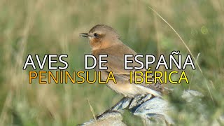 ❤️ COLLALBA GRISOENANTHE OENANTHE AVES DE ESPAÑA 4K [upl. by Seppala]