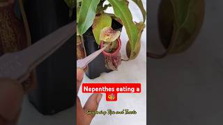 Feeding my Nepenthes a bee 🐝 nepenthesplant pitcherplants carnivorousplants nepenthes [upl. by Alidis654]