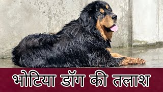 Searching in bhotia Dog भोटिया कुत्ते की तलाश में हिमालय की ओर Uttarakhand Wale [upl. by Cross454]