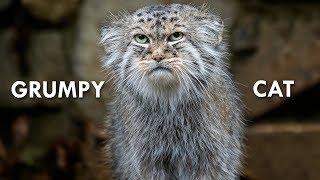 Pallas’s Cat The Original Grumpy Cat [upl. by Ailuy]