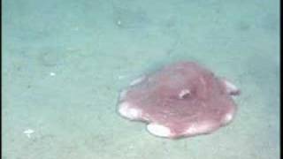 Flapjack Devilfish in Olympic Coast National Marine Sanctuary [upl. by Nillor184]