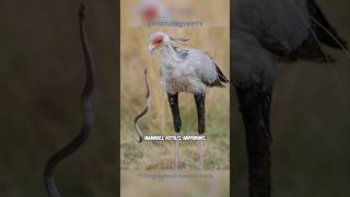 Secretary Bird Snake Stomping Hunter shorts secretarybirds [upl. by Ynnor990]