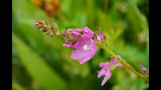 Monitoring the Endangered Wenatchee Mountains Checkermallow [upl. by Delcine]