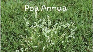 Poa Annua  Annual Bluegrass Information and Identification [upl. by Bealle]