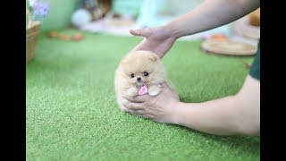 POMERANIAN THE CUTEST DOGS [upl. by Aronal717]