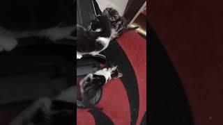 Kittens  Verdi Tibby Rolo Sunny [upl. by Direj]