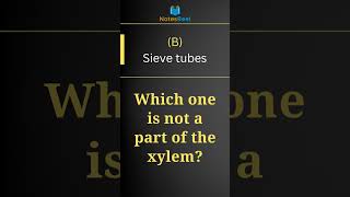 Which one is not a part of the xylem [upl. by Alesram]