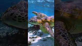 Sea Turtles Great Barrier Reef Australia [upl. by Crockett]