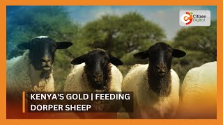 Kenyas Gold  Feeding Dorper Sheep [upl. by Horan982]