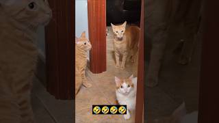 Cat ka reaction 🐈 😱 💯🤣😱Reelsreelsviralshorts entairment comedyfunnyjokes [upl. by Giles47]