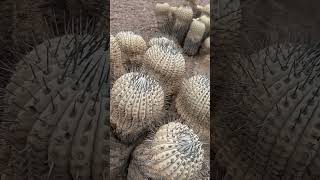 Wild cactus habitat of the one and only Copiapoa cinerea 🤩 This weekend [upl. by See]