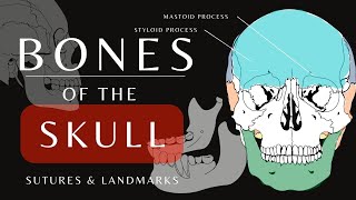 Bones of the Skull  The Mandible Cranial and Facial Bones  Anatomy and Physiology shorts [upl. by Irep820]