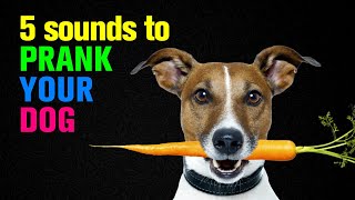 5 Sounds to Prank Your Dog  Dogs Go Crazy [upl. by Ahtaela]