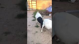 good enjoy short morning goats village life 216 [upl. by Innob574]